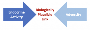 Endocrine activity Biologically plausible link Adversity